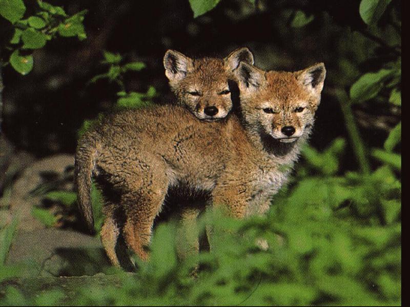 Gray Wolf cubs (Canis lupus) {!--회색이리-->; DISPLAY FULL IMAGE.