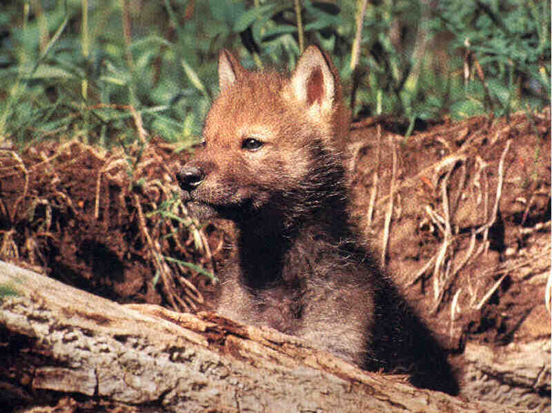 Gray Wolf cub (Canis lupus) {!--회색이리-->; DISPLAY FULL IMAGE.