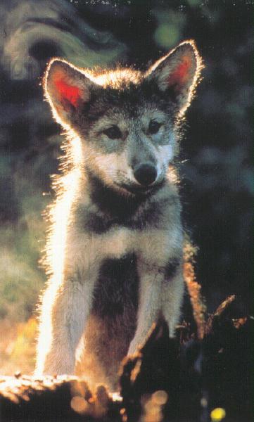 Gray Wolf cub (Canis lupus) {!--회색이리-->; Image ONLY