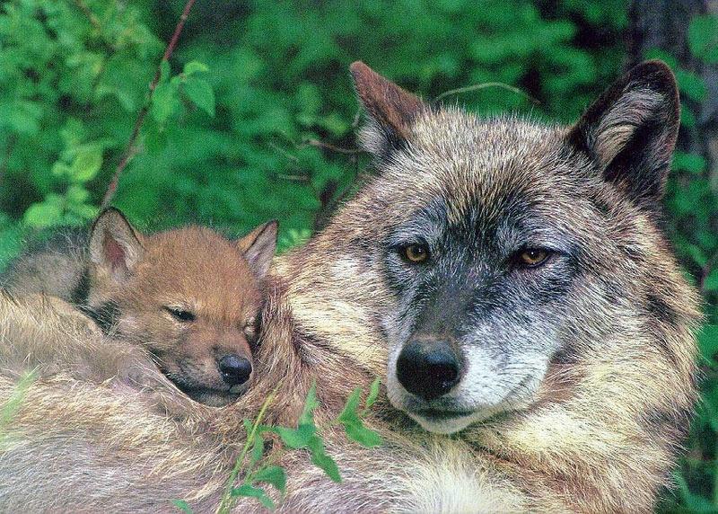 Gray Wolf mother and cub (Canis lupus) {!--회색이리-->; DISPLAY FULL IMAGE.