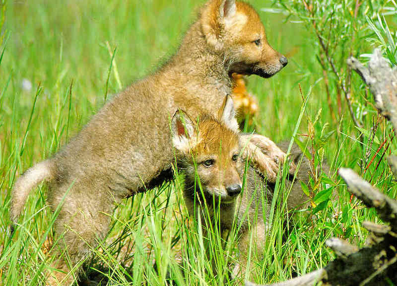 Gray Wolf pups (Canis lupus) {!--회색이리-->; DISPLAY FULL IMAGE.