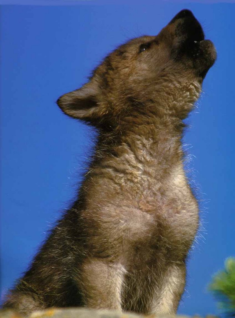 Gray Wolf pup (Canis lupus) {!--회색이리-->; DISPLAY FULL IMAGE.