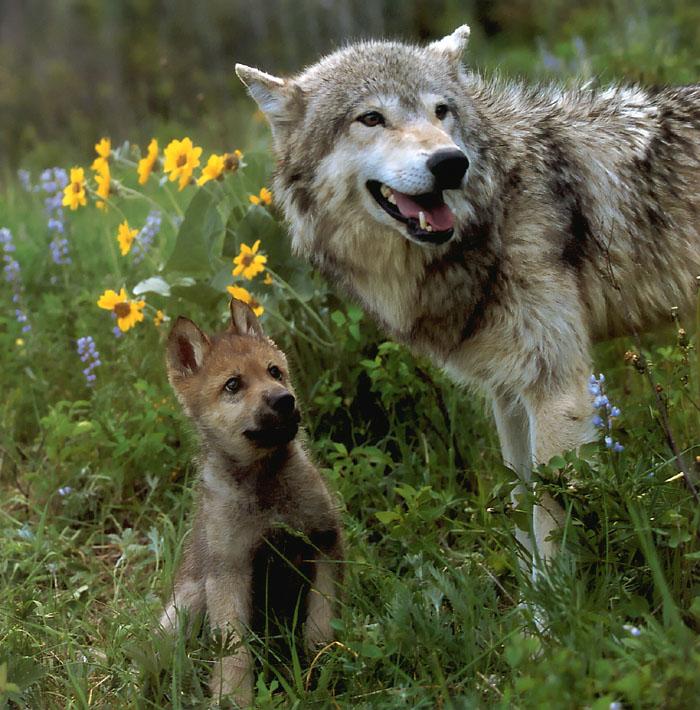 gray wolf pups with parents