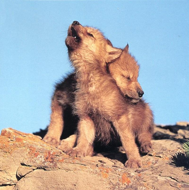 Gray Wolf pups (Canis lupus) {!--회색이리-->; DISPLAY FULL IMAGE.