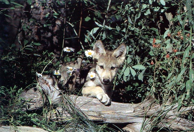 Gray Wolf pup (Canis lupus) {!--회색이리-->; DISPLAY FULL IMAGE.