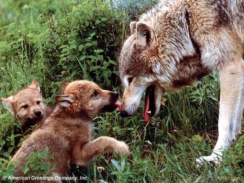 Gray Wolf mother and pups (Canis lupus) {!--회색이리-->; DISPLAY FULL IMAGE.