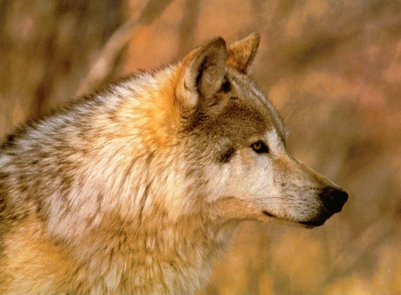Gray Wolf (Canis lupus) {!--회색이리-->; DISPLAY FULL IMAGE.