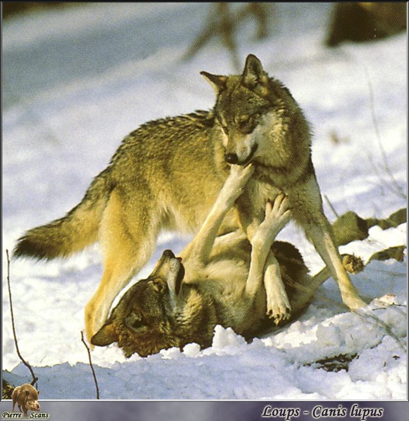Gray Wolf pair (Canis lupus) {!--회색이리-->; DISPLAY FULL IMAGE.
