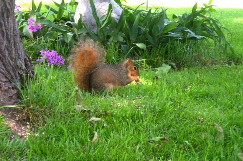 Squirrel {!--다람쥐류-->; DISPLAY FULL IMAGE.