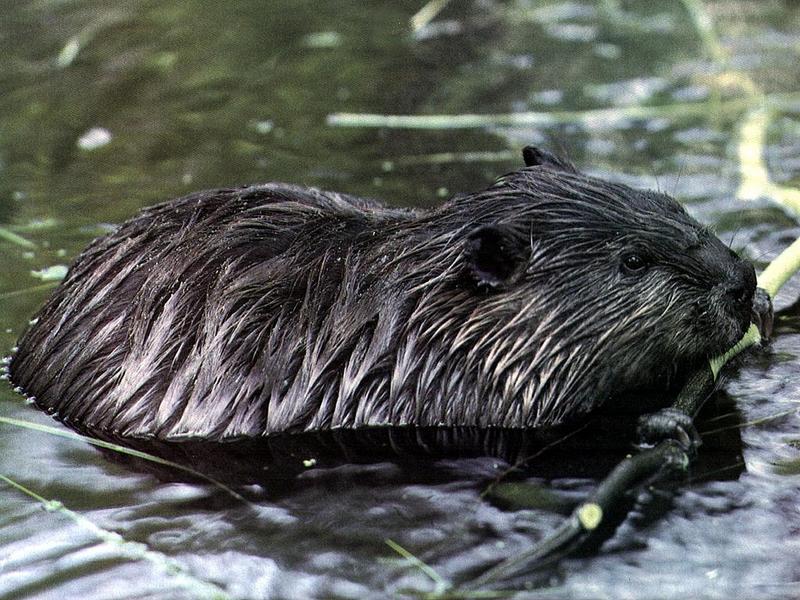 American Beaver (Castor canadensis) {!--캐나다비버-->; DISPLAY FULL IMAGE.