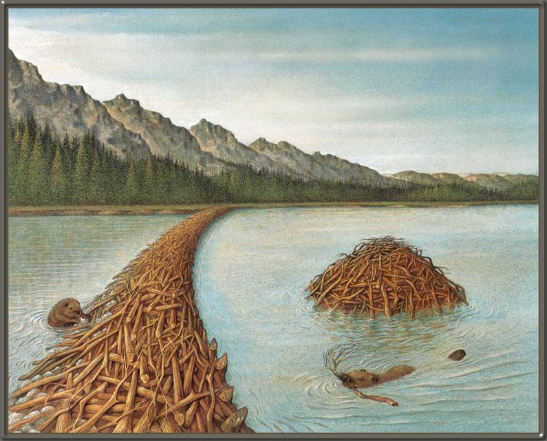 [Animal Art - Kitchen Bert] American Beaver dam (Castor canadensis) {!--캐나다비버-->; DISPLAY FULL IMAGE.