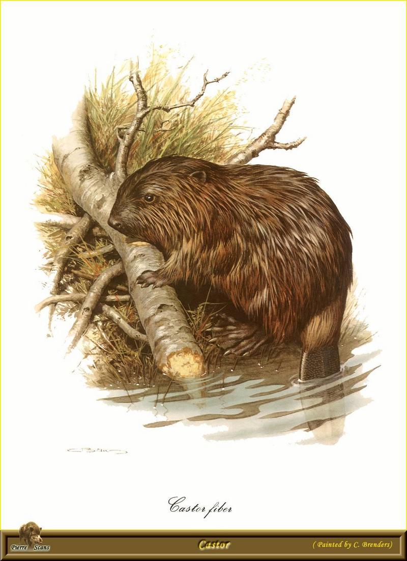 [Animal Art - Carl Brenders] Eurasian Beaver (Castor fiber) {!--유럽비버-->; DISPLAY FULL IMAGE.
