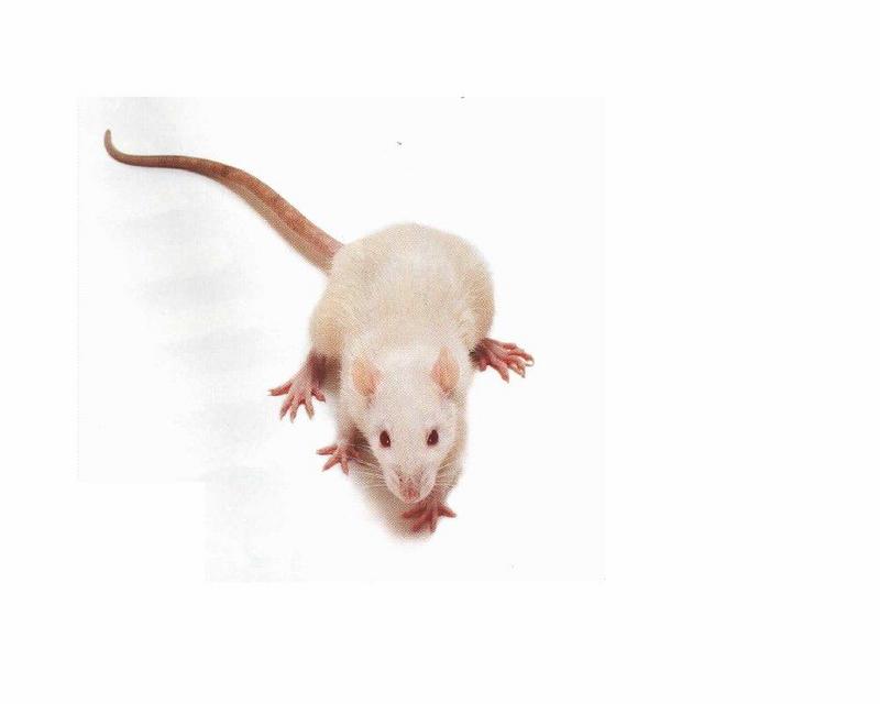 Rat {!--쥐-->; DISPLAY FULL IMAGE.