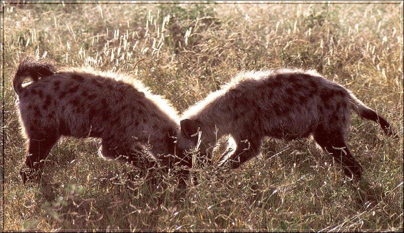 Spotted Hyenas (Crocuta crocuta) {!--점박이하이에나-->; DISPLAY FULL IMAGE.