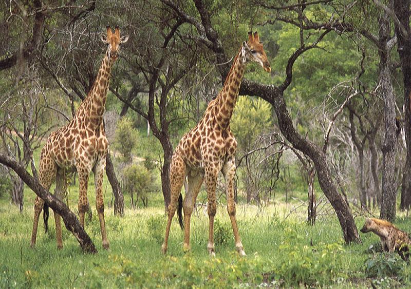 Giraffes & Spotted Hyena (Crocuta crocuta) {!--점박이하이에나-->; DISPLAY FULL IMAGE.