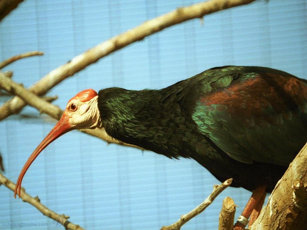 Southern Bald Ibis (Geronticus calvus) {!--대머리따오기-->; Image ONLY