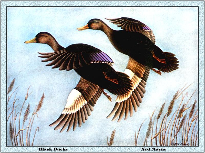 [Animal Art - Ned Mayne] American Black Duck pair in flight (Anas rubripes) {!--미국오리-->; DISPLAY FULL IMAGE.
