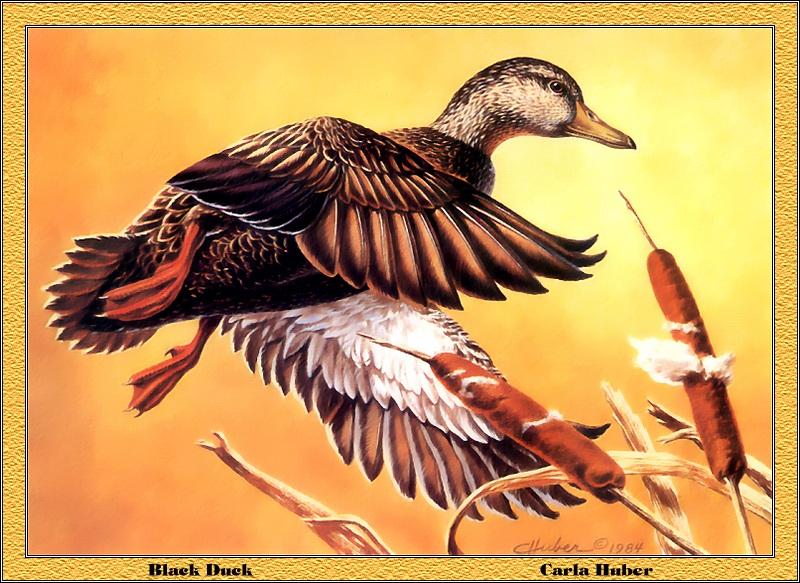 [Animal Art - Carla Huber] American Black Duck in flight (Anas rubripes) {!--미국오리-->; DISPLAY FULL IMAGE.