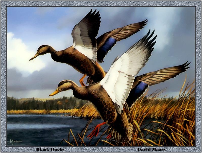 [Animal Art - David Maass] American Black Duck pair landing (Anas rubripes) {!--미국오리-->; DISPLAY FULL IMAGE.