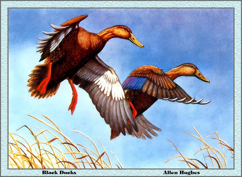 [Animal Art - Allen Hughes] American Black Duck pair landing (Anas rubripes) {!--미국오리-->; DISPLAY FULL IMAGE.