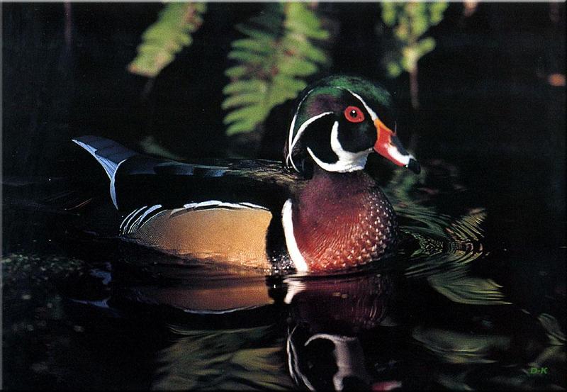 Wood Duck drake (Aix sponsa) {!--아메리카원앙-->; DISPLAY FULL IMAGE.