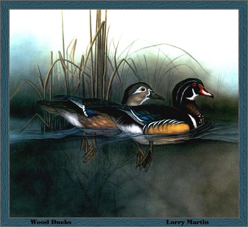 [Animal Art - Larry Martin] Wood Duck pair (Aix sponsa) {!--아메리카원앙-->; DISPLAY FULL IMAGE.