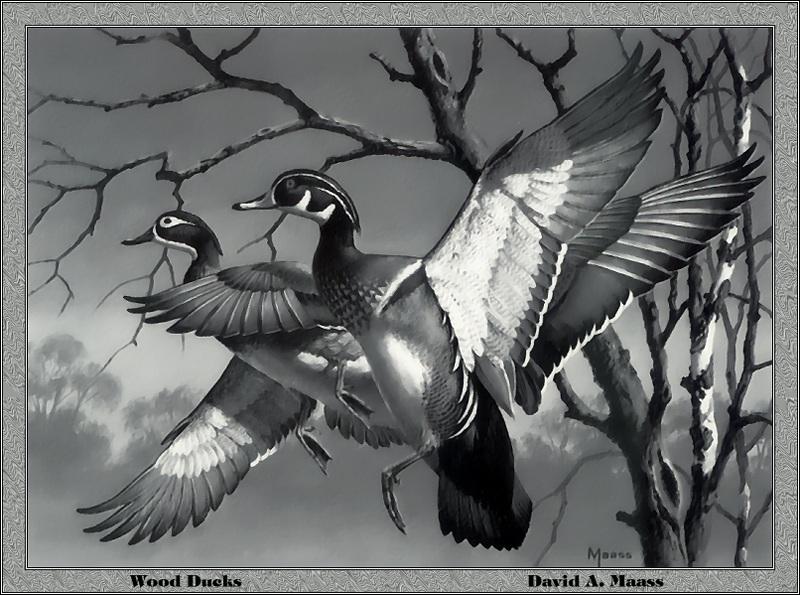 [Animal Art - David A. Maass] Wood Duck pair (Aix sponsa) {!--아메리카원앙-->; DISPLAY FULL IMAGE.