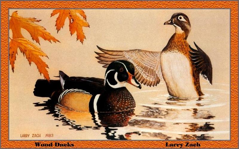 [Animal Art - Larry Zach] Wood Duck pair (Aix sponsa) {!--아메리카원앙-->; DISPLAY FULL IMAGE.