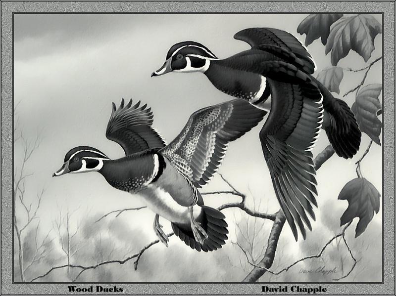 [Animal Art - David Chapple] Wood Duck pair (Aix sponsa) {!--아메리카원앙-->; DISPLAY FULL IMAGE.