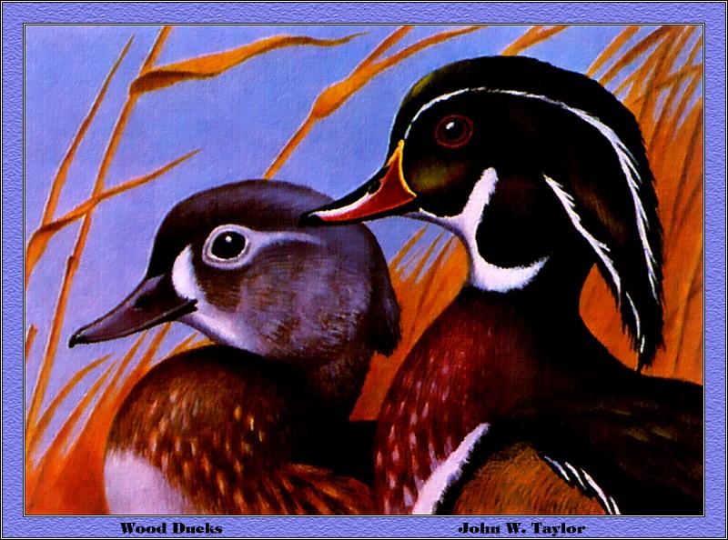 [Animal Art - John W. Taylor] Wood Duck pair (Aix sponsa) {!--아메리카원앙-->; DISPLAY FULL IMAGE.