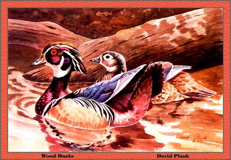 [Animal Art - David Plank] Wood Duck pair (Aix sponsa) {!--아메리카원앙-->; DISPLAY FULL IMAGE.
