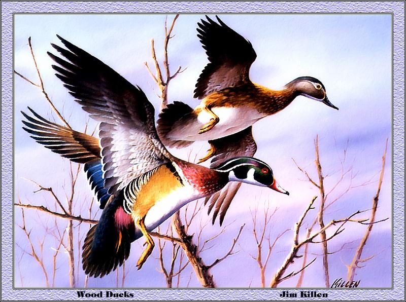 [Animal Art - Jim Killen] Wood Duck pair (Aix sponsa) {!--아메리카원앙-->; DISPLAY FULL IMAGE.