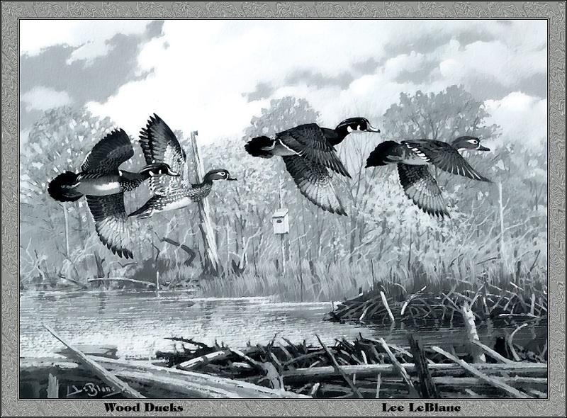 [Animal Art - Lee LeBlane] Wood Duck flock (Aix sponsa) {!--아메리카원앙-->; DISPLAY FULL IMAGE.