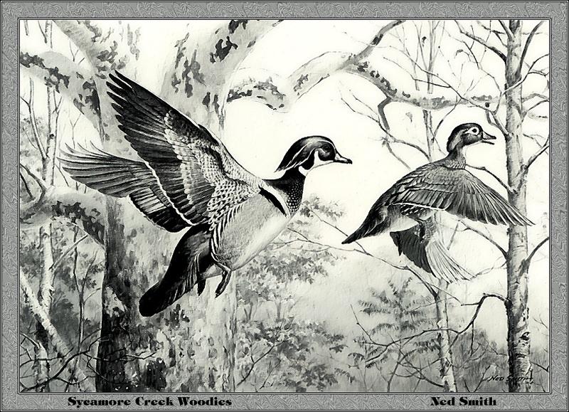 [Animal Art - Ned Smith] Wood Duck pair (Aix sponsa) {!--아메리카원앙-->; DISPLAY FULL IMAGE.