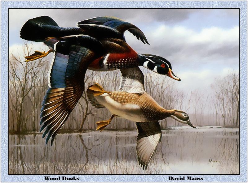 [Animal Art - David Maass] Wood Duck pair (Aix sponsa) {!--아메리카원앙-->; DISPLAY FULL IMAGE.