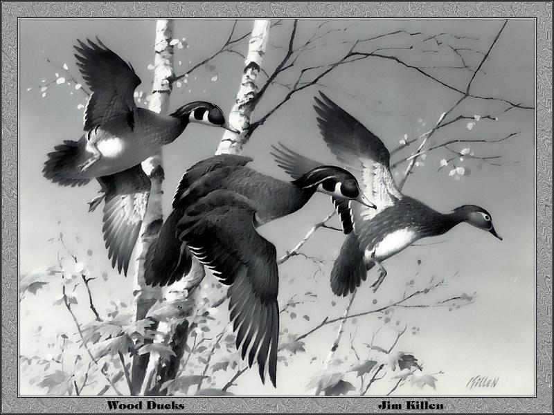 [Animal Art - Jim Killen] Wood Duck flock (Aix sponsa) {!--아메리카원앙-->; DISPLAY FULL IMAGE.