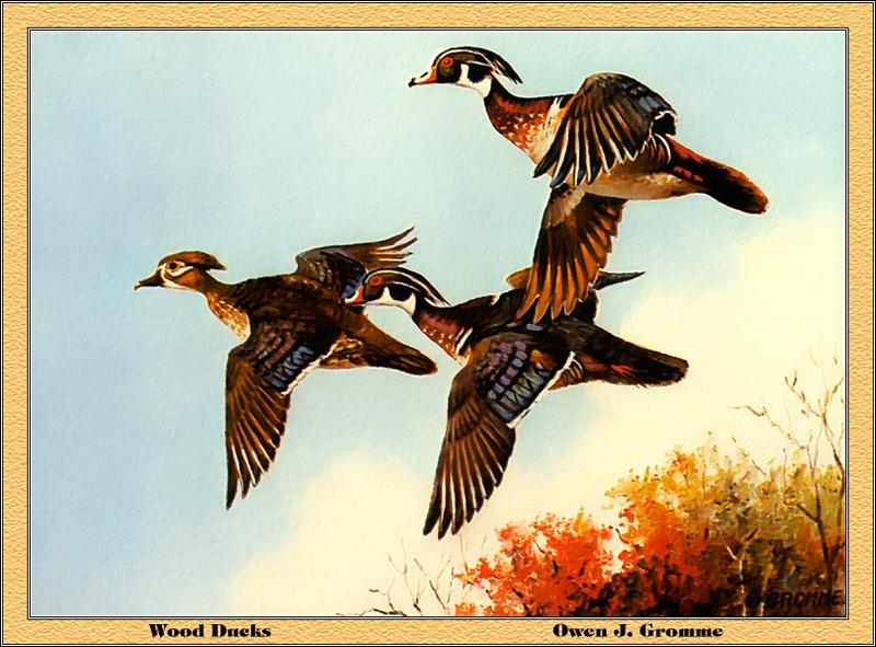 [Animal Art - Owen J. Gromme] Wood Duck flock (Aix sponsa) {!--아메리카원앙-->; DISPLAY FULL IMAGE.