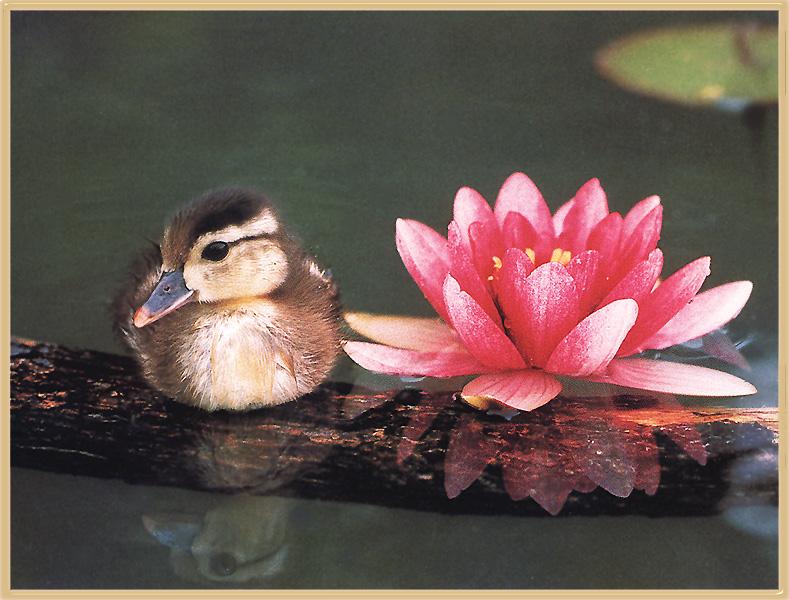 Wood Duck duckling (Aix sponsa) {!--아메리카원앙-->; DISPLAY FULL IMAGE.
