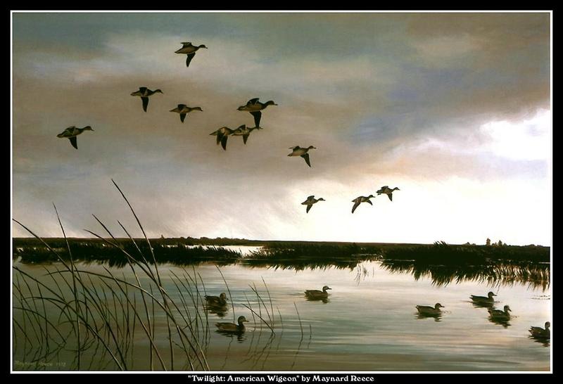 [Animal Art - Maynard Reece] American Wigeon flock (Anas americana) {!--아메리카홍머리오리-->; DISPLAY FULL IMAGE.