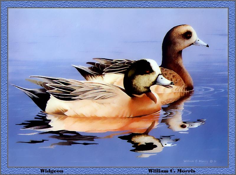 [Animal Art - William C. Morris] American Wigeon pair (Anas americana) {!--아메리카홍머리오리-->; DISPLAY FULL IMAGE.
