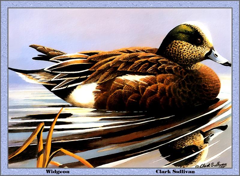 [Animal Art - Clark Sullivan] American Wigeon (Anas americana) {!--아메리카홍머리오리-->; DISPLAY FULL IMAGE.