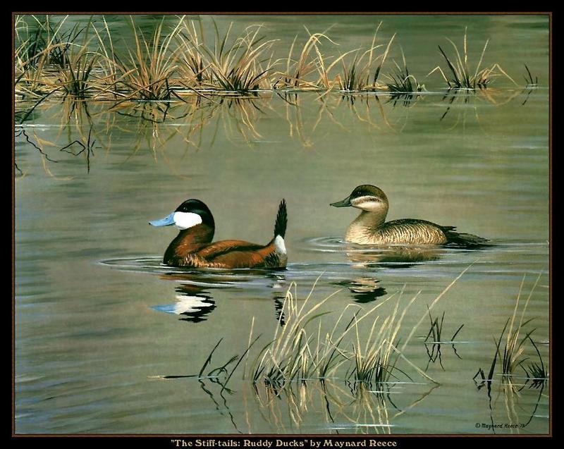 [Animal Art - Maynard Reece] Ruddy Duck pair (Oxyura jamaicensis) {!--붉은세운꼬리오리-->; DISPLAY FULL IMAGE.