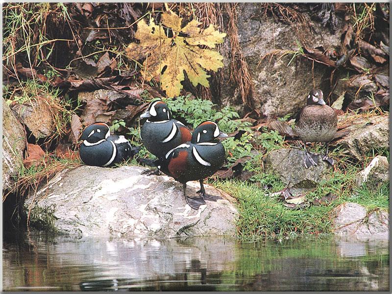 Harlequin Ducks (Histrionicus histrionicus) {!--흰줄박이오리-->; DISPLAY FULL IMAGE.