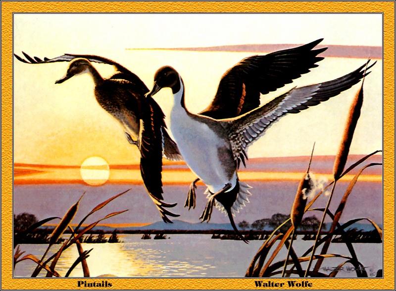 [Animal Art - Walter Wolfe] Northern Pintail pair (Anas acuta) {!--고방오리-->; DISPLAY FULL IMAGE.