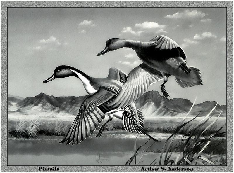 [Animal Art - Arthur S. Anderson] Northern Pintail pair (Anas acuta) {!--고방오리-->; DISPLAY FULL IMAGE.