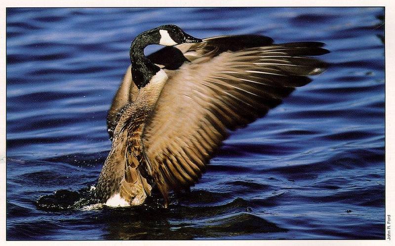 Canada Goose (Branta canadensis) {!--캐나다기러기-->; DISPLAY FULL IMAGE.