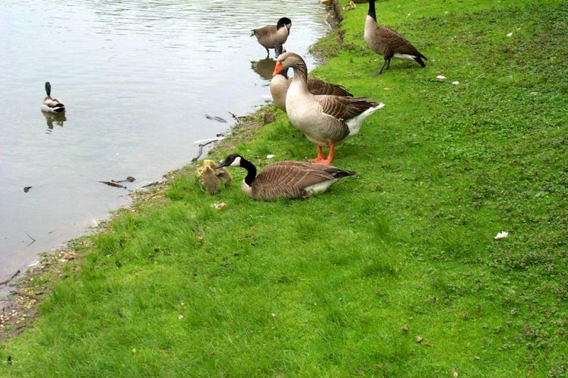 Canada Goose and gosling (Branta canadensis) {!--캐나다기러기-->; DISPLAY FULL IMAGE.