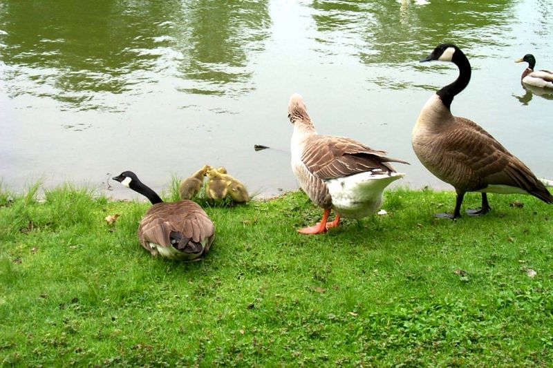 Canada Geese and gosling (Branta canadensis) {!--캐나다기러기-->; DISPLAY FULL IMAGE.