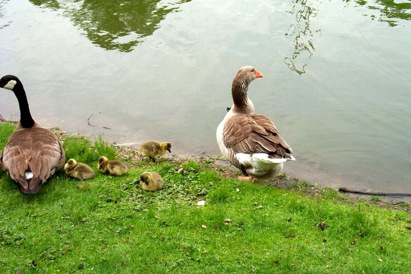 Canada Goose and goslings (Branta canadensis) {!--캐나다기러기-->; DISPLAY FULL IMAGE.