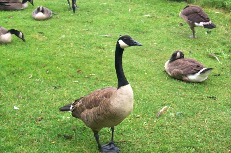 Canada Geese (Branta canadensis) {!--캐나다기러기-->; DISPLAY FULL IMAGE.